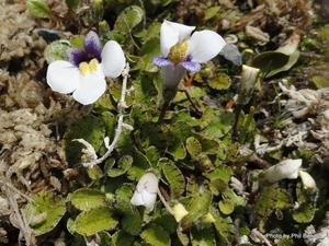 Products: Mazus radicans