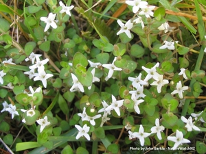 Mentha cunninghamii