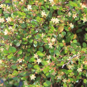 Muehlenbeckia axillaris Pohuehue