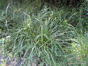 Cyperus ustulatus