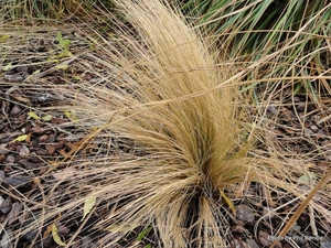 Products: Festuca novae zelandiae