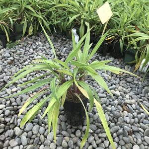 Celmisia mackaui