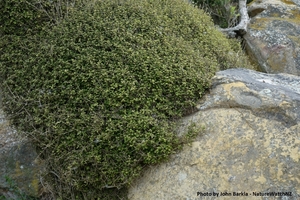 Coprosma areolata