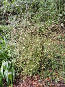Products: Coprosma crassifolia Mingimingi