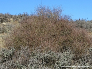 Coprosma intertexta