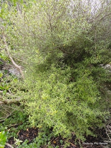 Products: Coprosma linariifolia