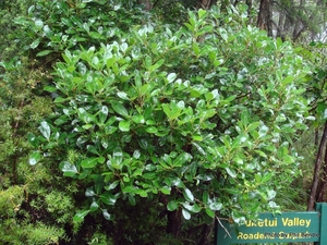 Coprosma lucida Karam�