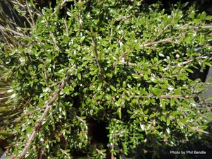 Products: Coprosma propinqua Mingimingi