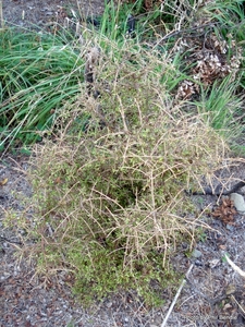Coprosma rhamnoides