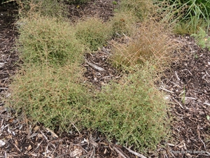 Coprosma rigida