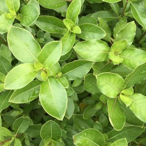 Coprosma robusta Karam�