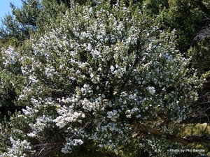 Products: Leptospermum scoparium Mānuka