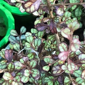Products: Lophomyrtus obcordata Rōhutu