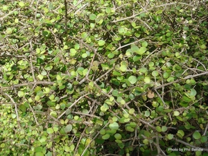 Products: Coprosma rotundifolia