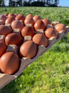 Promotions: Early lay eggs