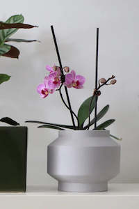Vases: The Standard Vase