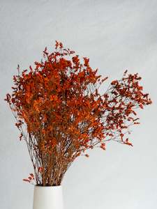 Floral Stems Bar: Limonium Statice - Orange