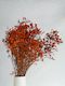 Limonium Statice - Orange