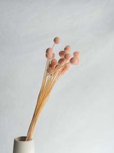 Floral Stems Bar: Preserved Craspedia - Pink