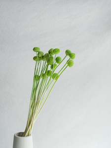 Floral Stems Bar: Preserved Craspedia - Green
