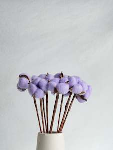Dried Cotton Bloom - Lilac