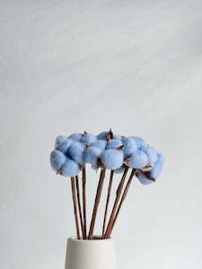 Dried Cotton Bloom - Blue