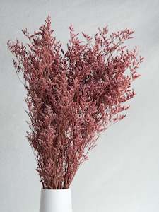 Limonium - Pink