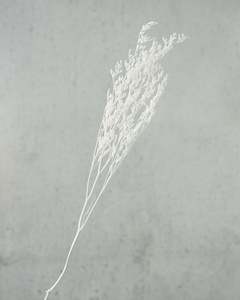 Limonium Statice: Limonium - White