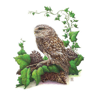 Products: Wild Grey Fox Greeting Card - Oscar the Owl - Original Artwork