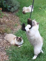 Accessories: Possie tail lead