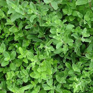 Herbs: Sweet Marjoram Seedling