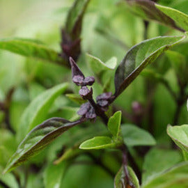 Herbs: Basil Thai Seedlings