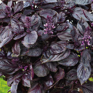 Herbs: Basil Red Seedlings