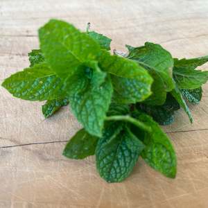 Herbs: Common Mint Seedling