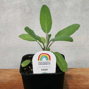 Sage Seedling