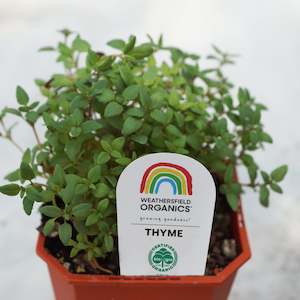 Herbs: Thyme Seedling