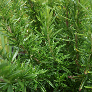 Herbs: Rosemary Tuscan Blue Plant