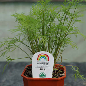 Herbs: Dill Seedlings