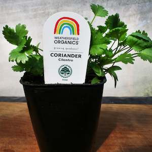 Herbs: Coriander – Cilantro seedlings