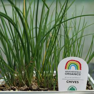 Herbs: Chives Seedlings