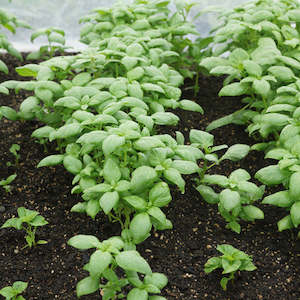 Herbs: Basil Sweet Genovese Seedlings