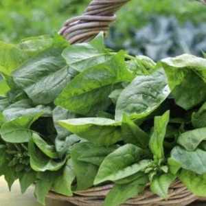 Spinach Santana Seedlings