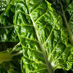Cruciferous: Silverbeet White Ribbed Seedlings