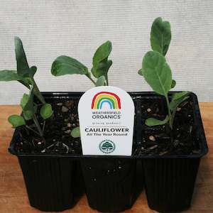 Cauliflower - All The Year Round Seedlings