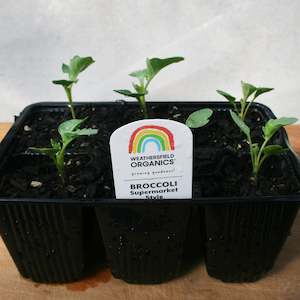Cruciferous: Broccoli Supermarket Style Green Seedlings