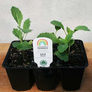 Kale Cavolo Nero Seedlings