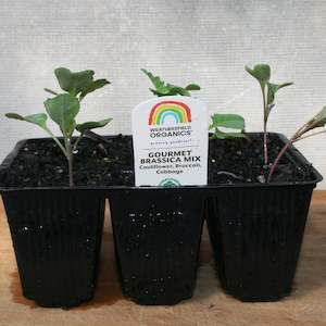Gourmet Brassica Mix Seedlings (Cauliflower, Broccoli, Cabbage)