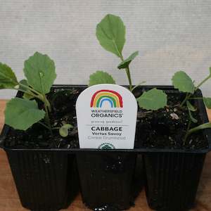 Cruciferous: Cabbage Vertus Savoy Seedlings