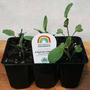 Cruciferous: Cauliflower Gourmet Mix Seedlings (White, Green, Purple)