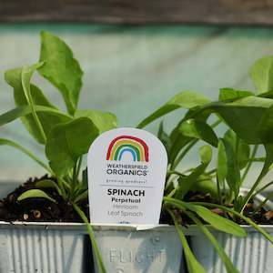 Spinach Perpetual Seedlings